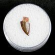 Small Dromaeosaur (Raptor) Tooth From Morocco #3327-1